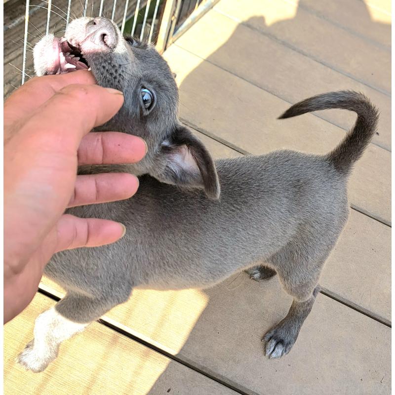 販売中の千葉県のミックス犬-416291の13枚目