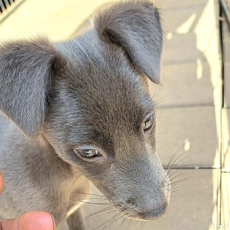 販売中の千葉県のミックス犬-416291の11枚目