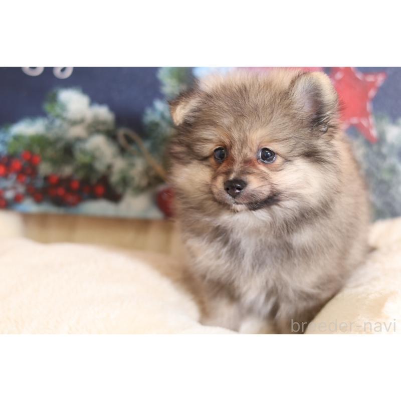 販売中の大阪府のポメラニアン-422853の5枚目