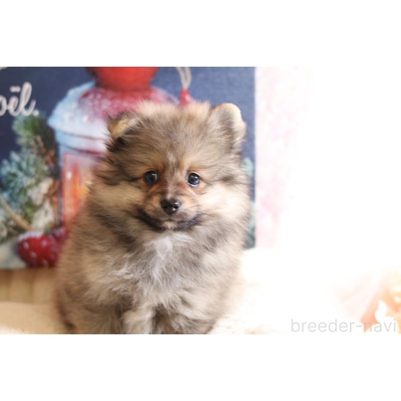 販売中の大阪府のポメラニアン-422853の3枚目