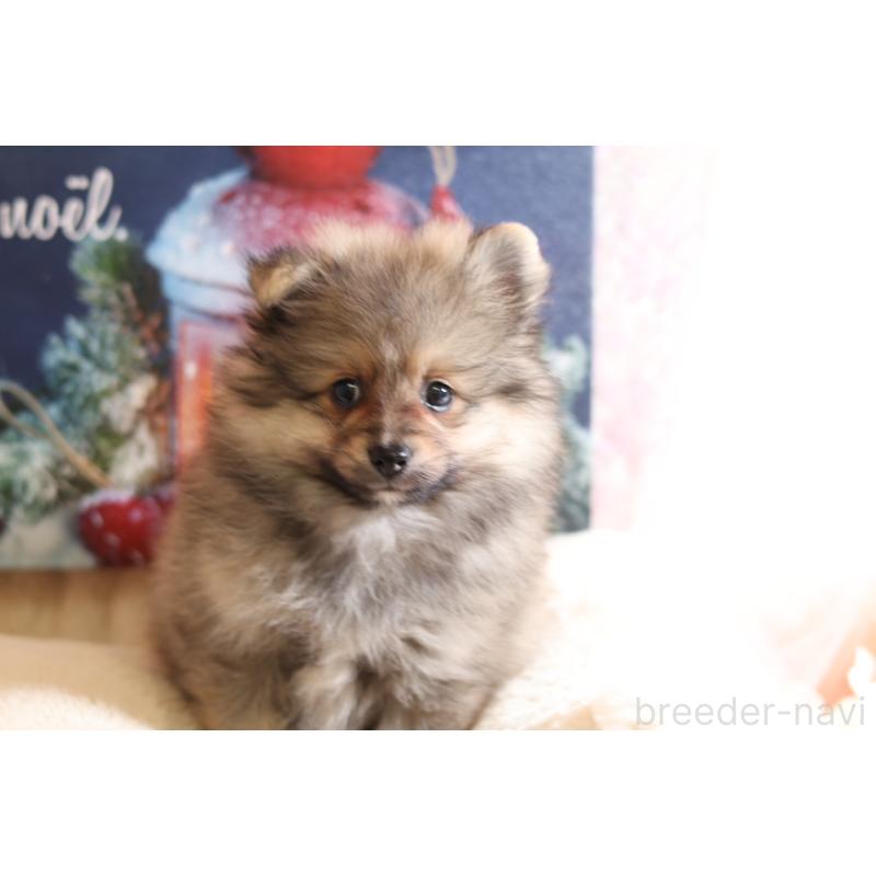 販売中の大阪府のポメラニアン-422853の2枚目