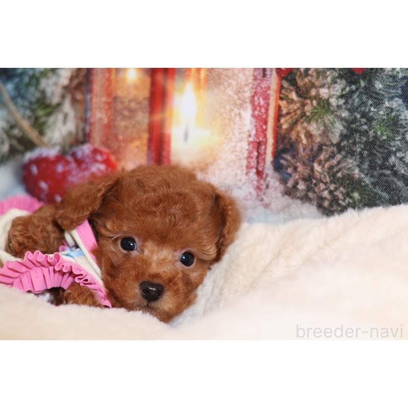 販売中の大阪府のタイニープードル-422854の5枚目