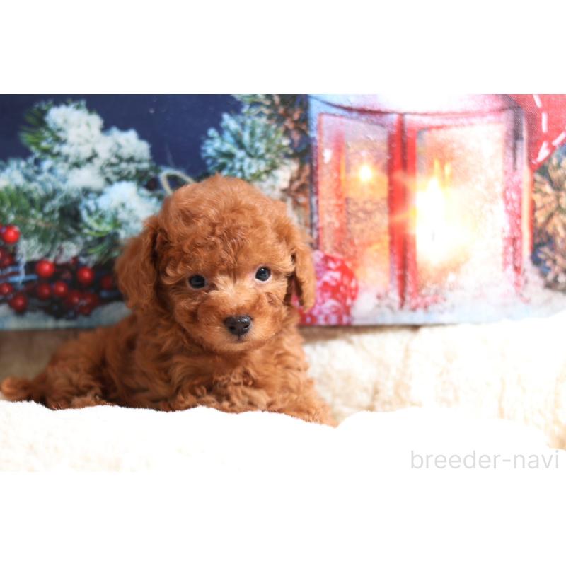 販売中の大阪府のタイニープードル-422854の4枚目