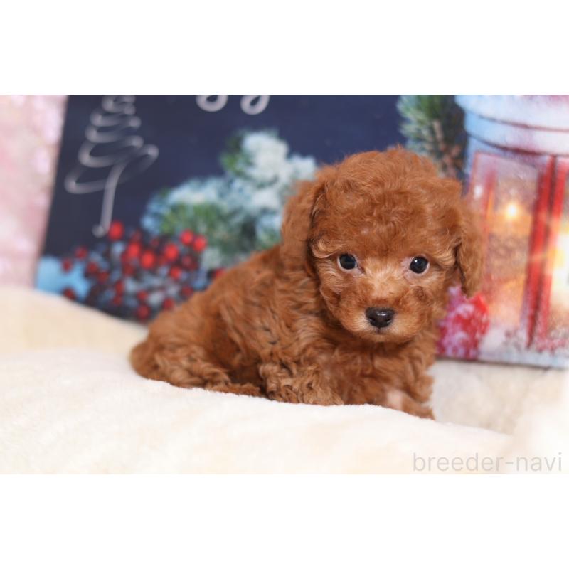 販売中の大阪府のタイニープードル-422854の3枚目