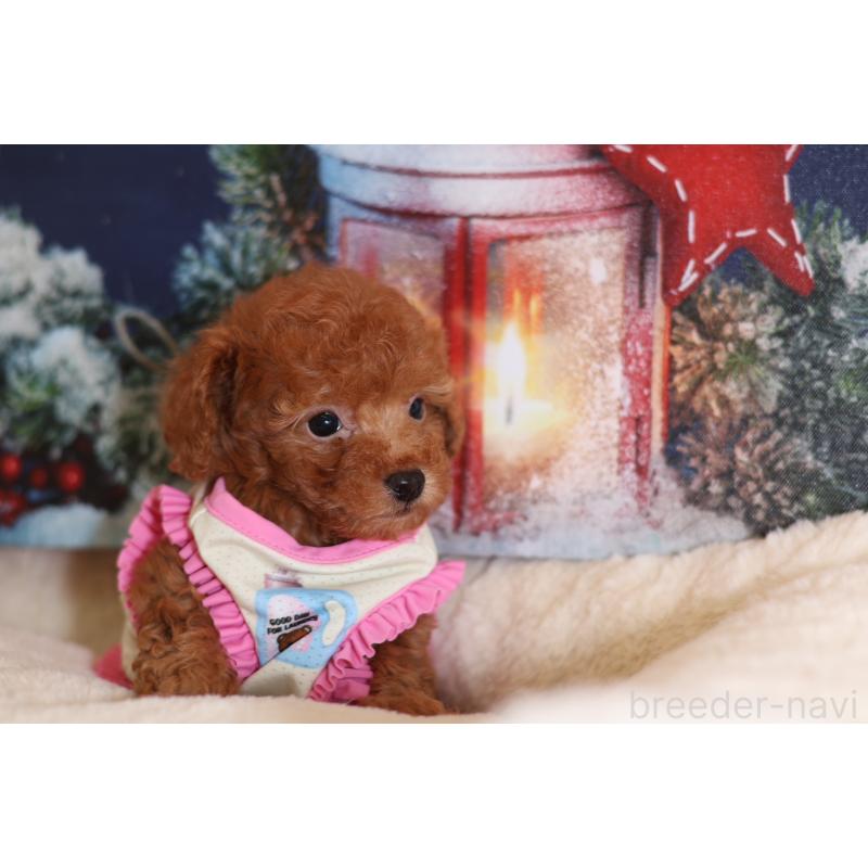 販売中の大阪府のタイニープードル-422854の2枚目