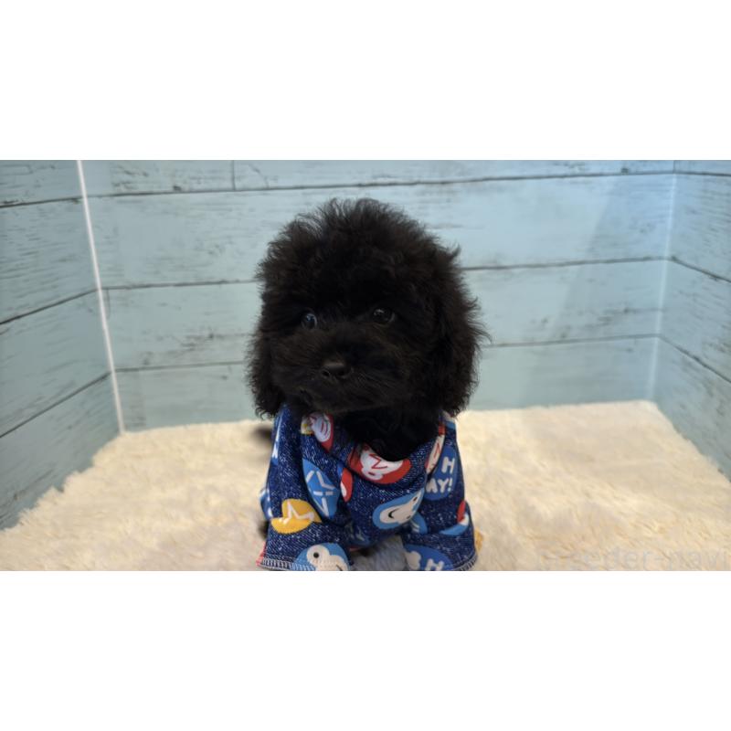 販売中の埼玉県のトイプードル-417960の10枚目