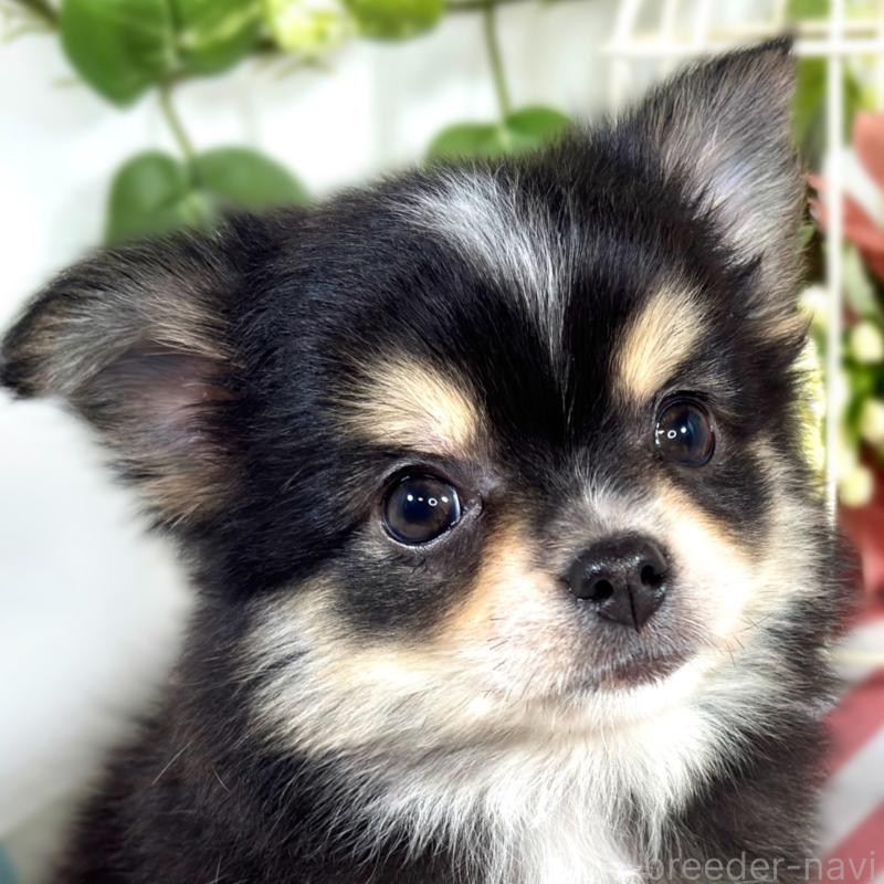 販売中の滋賀県のポメチワ:ポメラニアン×チワワ-421923