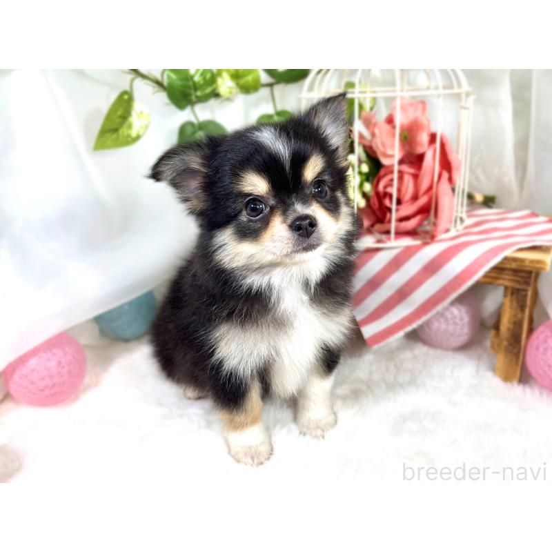 成約済の滋賀県のポメチワ:ポメラニアン×チワワ-421923の4枚目