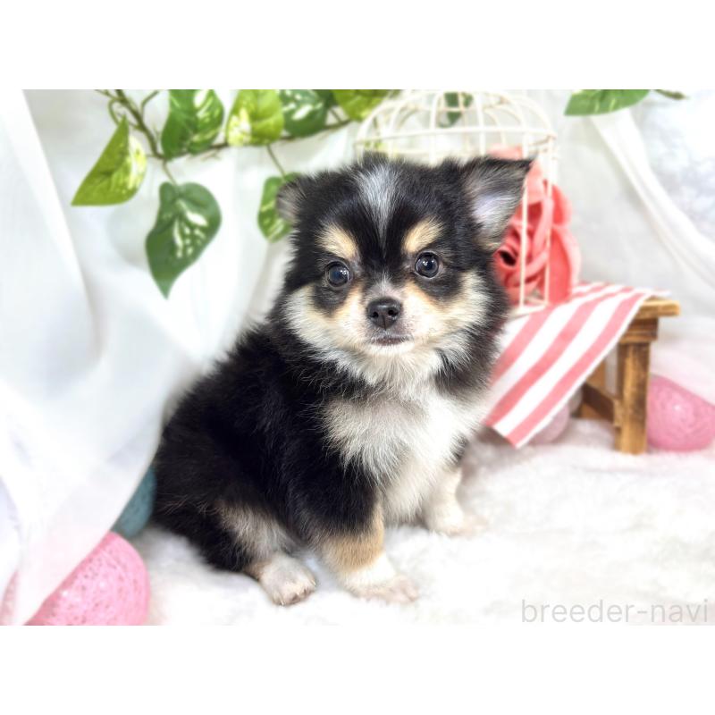 成約済の滋賀県のポメチワ:ポメラニアン×チワワ-421923の3枚目