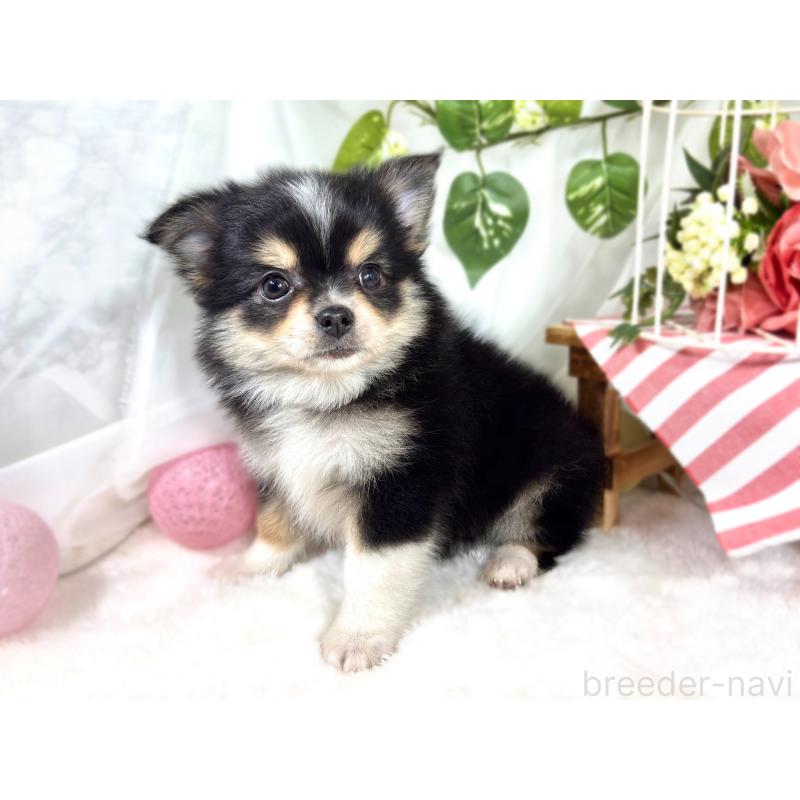 成約済の滋賀県のポメチワ:ポメラニアン×チワワ-421923の2枚目