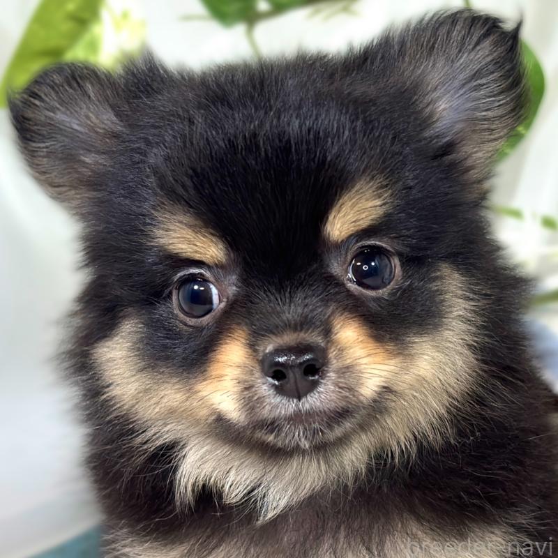 販売中の滋賀県のポメチワ:ポメラニアン×チワワ-421924