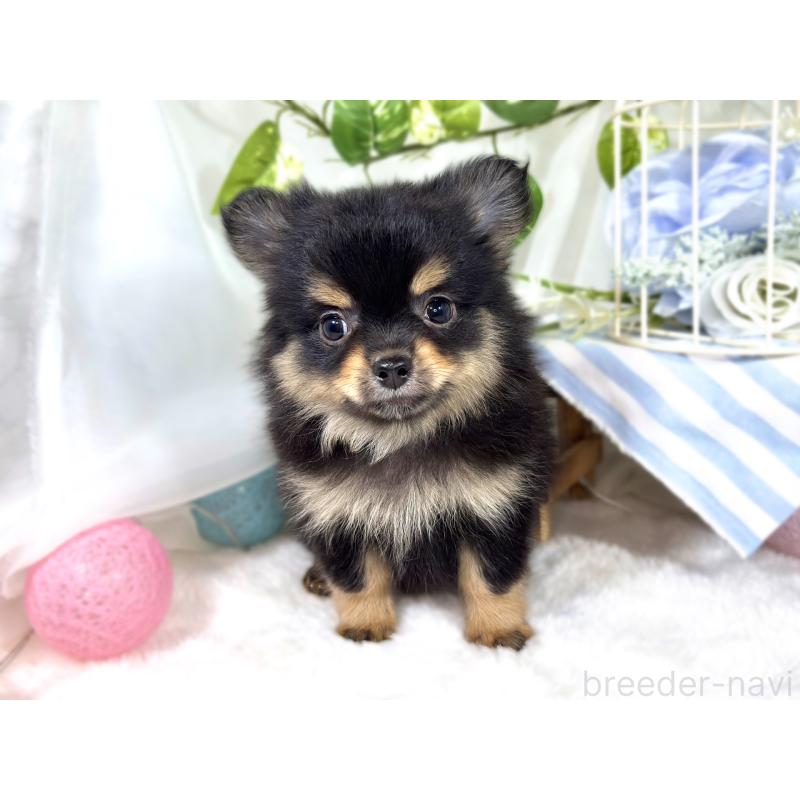 成約済の滋賀県のポメチワ:ポメラニアン×チワワ-421924の4枚目