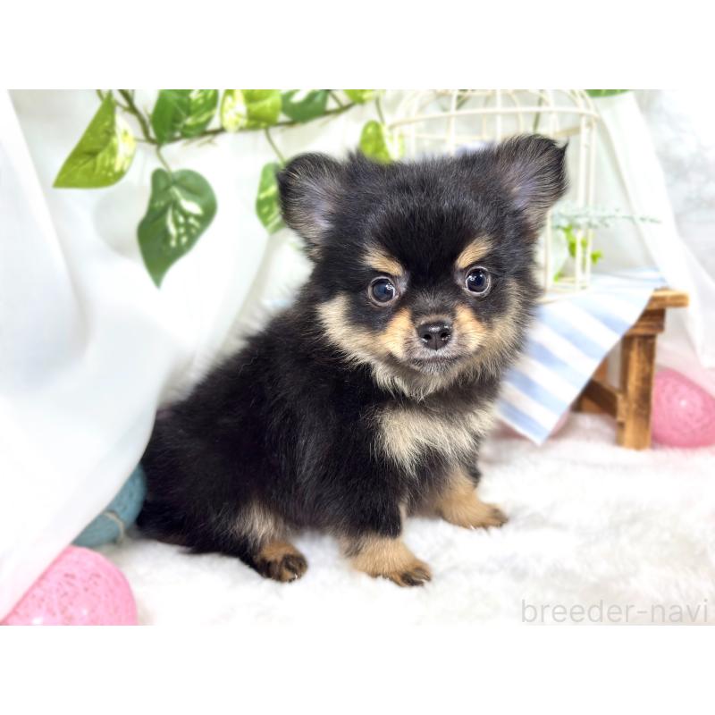 成約済の滋賀県のポメチワ:ポメラニアン×チワワ-421924の3枚目