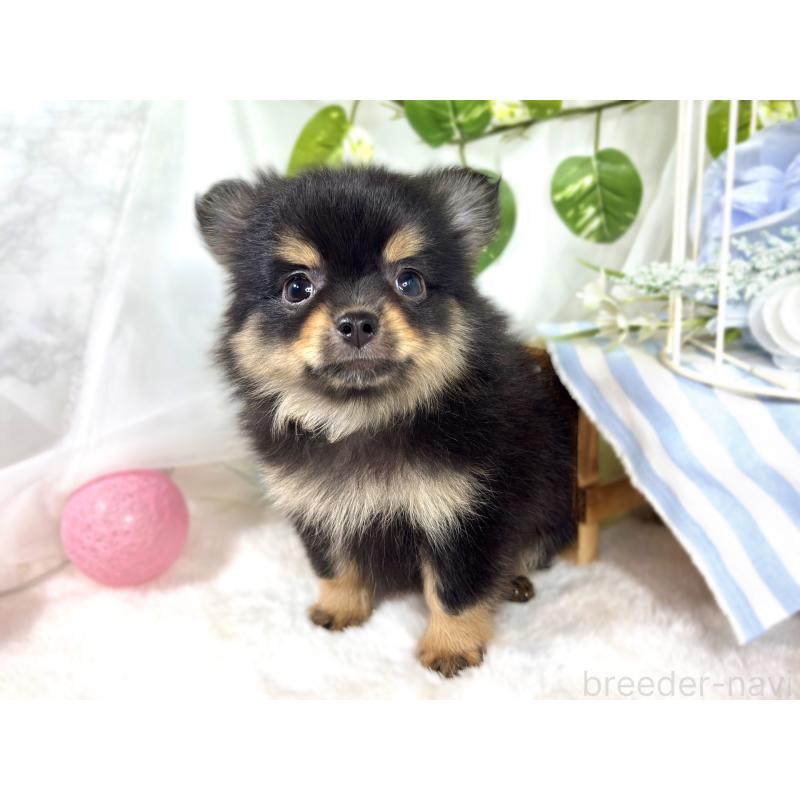 成約済の滋賀県のポメチワ:ポメラニアン×チワワ-421924の2枚目