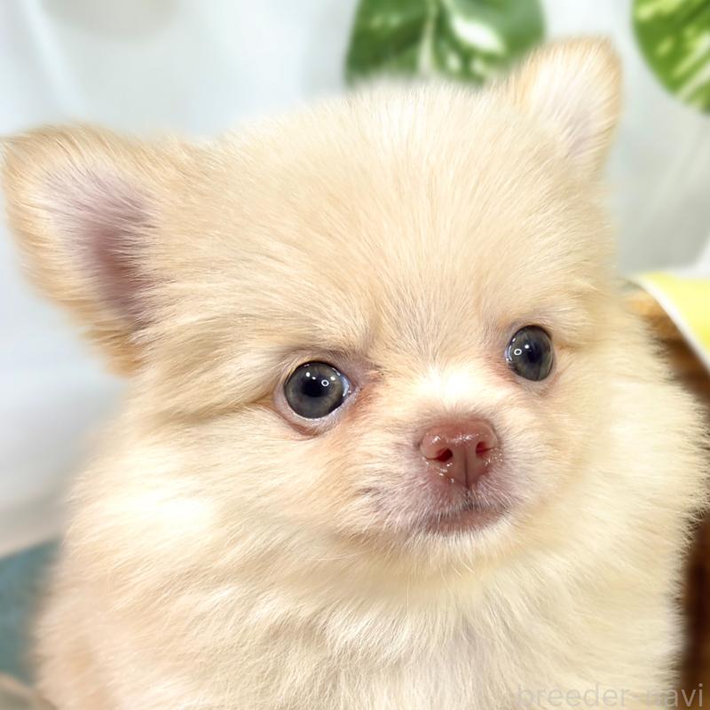 販売中の滋賀県のポメチワ:ポメラニアン×チワワ-421925