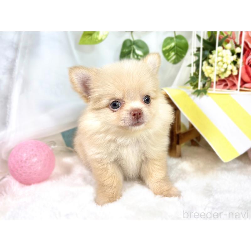 成約済の滋賀県のポメチワ:ポメラニアン×チワワ-421925の4枚目