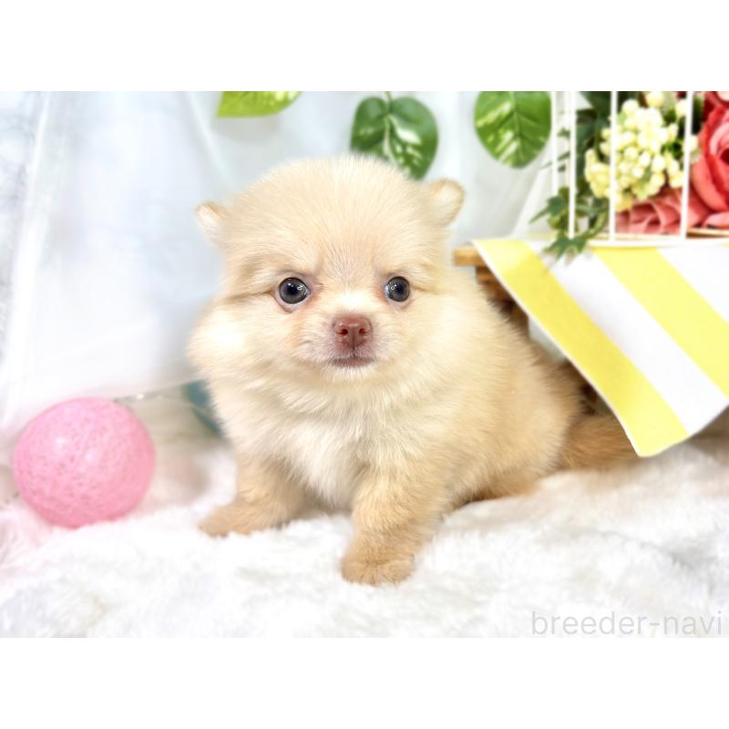 成約済の滋賀県のポメチワ:ポメラニアン×チワワ-421925の3枚目
