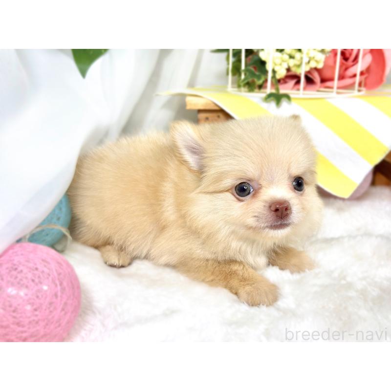 成約済の滋賀県のポメチワ:ポメラニアン×チワワ-421925の2枚目