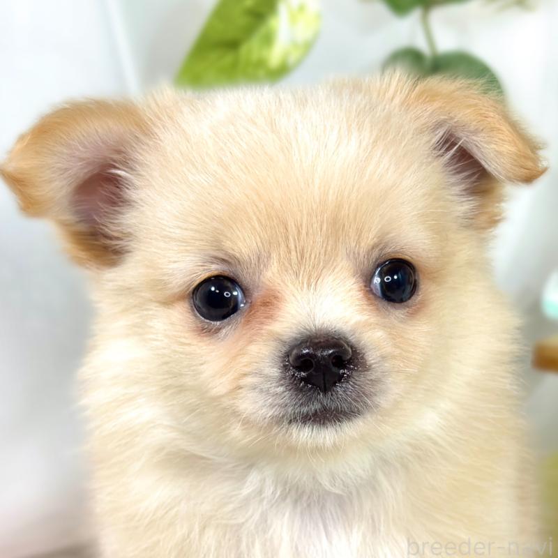 販売中の滋賀県のポメチワ:ポメラニアン×チワワ-421926