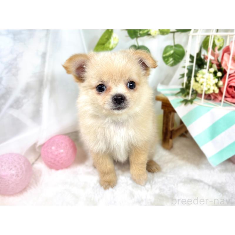 成約済の滋賀県のポメチワ:ポメラニアン×チワワ-421926の4枚目