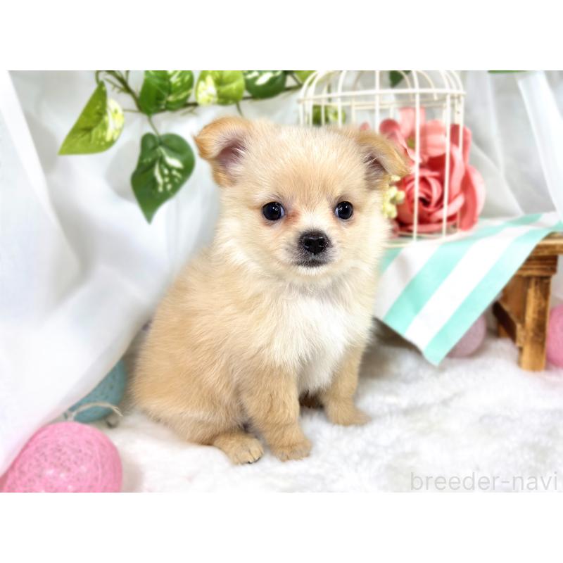 成約済の滋賀県のポメチワ:ポメラニアン×チワワ-421926の3枚目