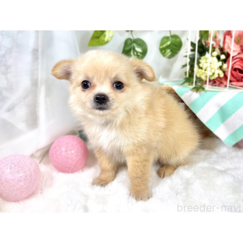 成約済の滋賀県のポメチワ:ポメラニアン×チワワ-421926の2枚目