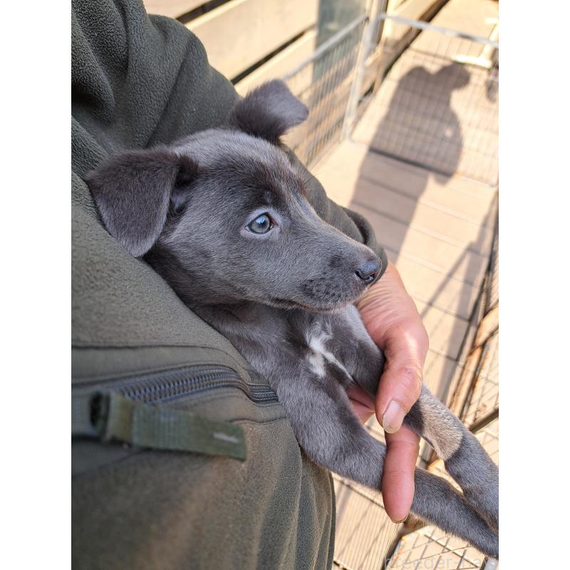 販売中の千葉県のミックス犬-416291の10枚目