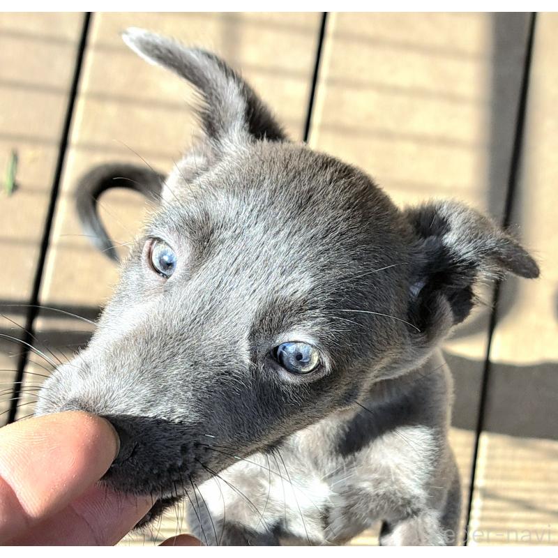 販売中の千葉県のミックス犬-416291の8枚目