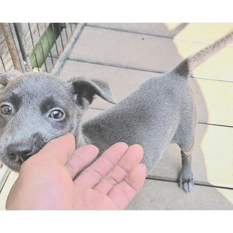 販売中の千葉県のミックス犬-416291の7枚目