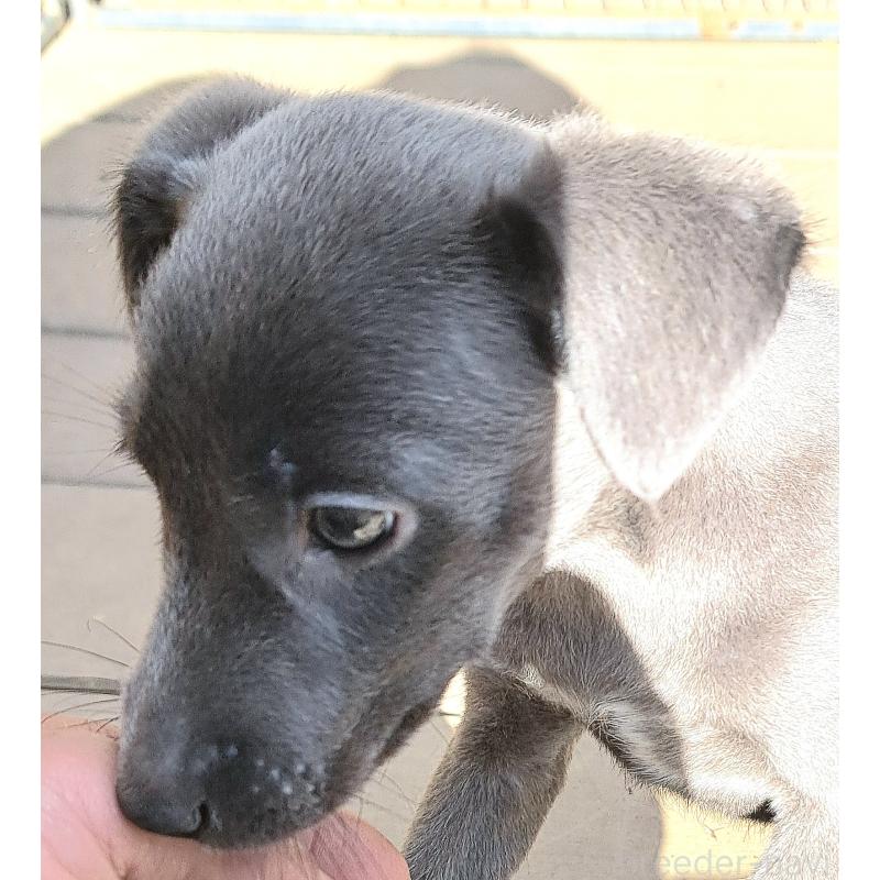 販売中の千葉県のミックス犬-416291の6枚目