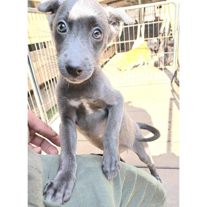 販売中の千葉県のミックス犬-416291の5枚目