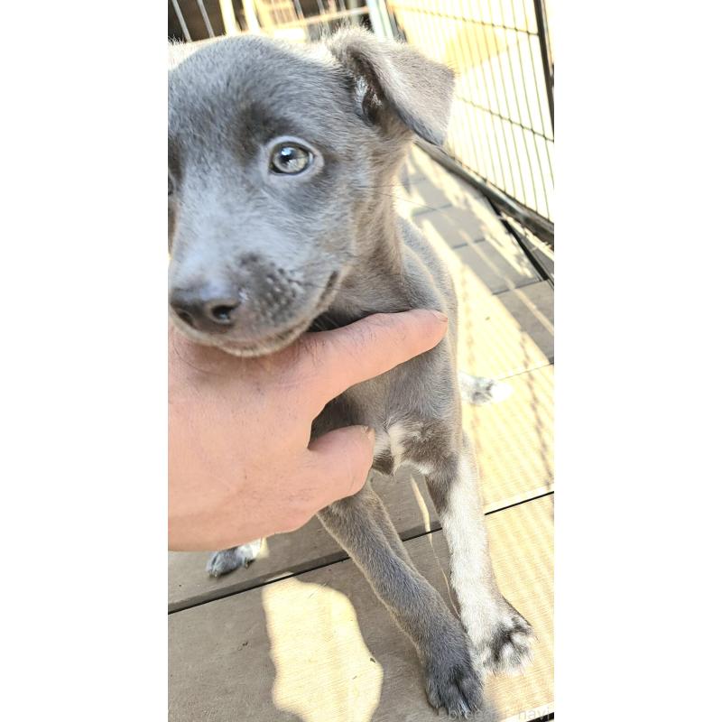 販売中の千葉県のミックス犬-416291の4枚目