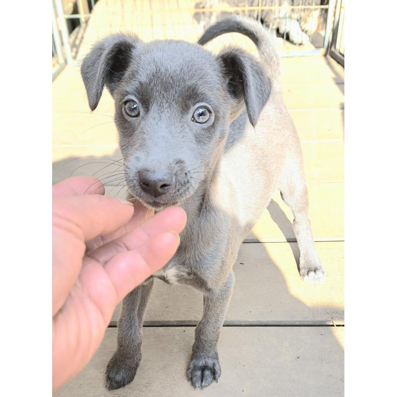 販売中の千葉県のミックス犬-416291の3枚目