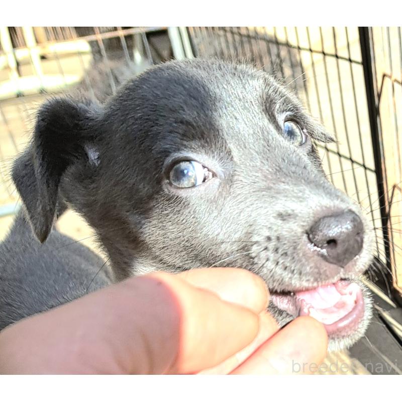 販売中の千葉県のミックス犬-416291の2枚目