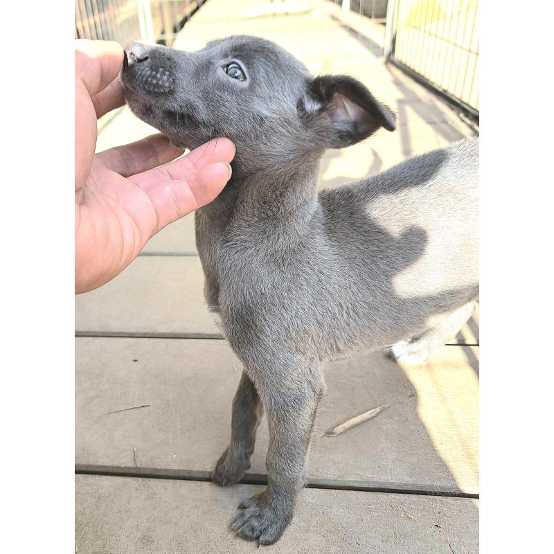 販売中の千葉県のミックス犬-416291