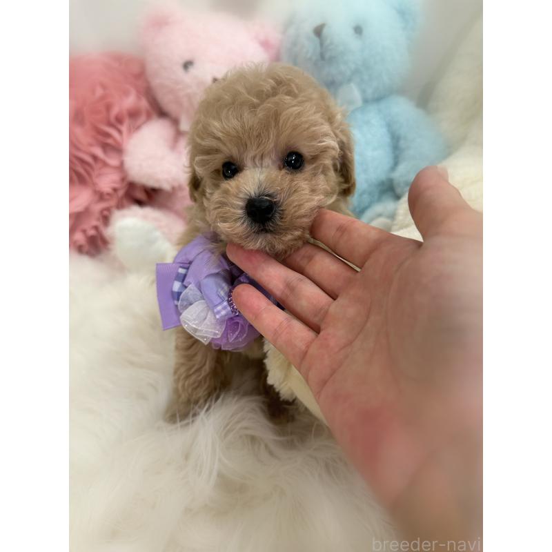 商談中の香川県のトイプードル-419501の12枚目