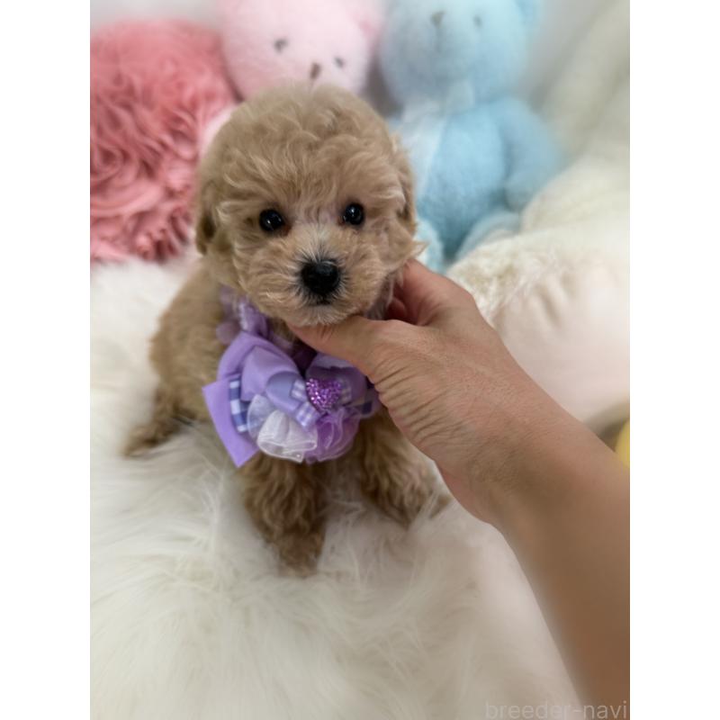 商談中の香川県のトイプードル-419501の11枚目