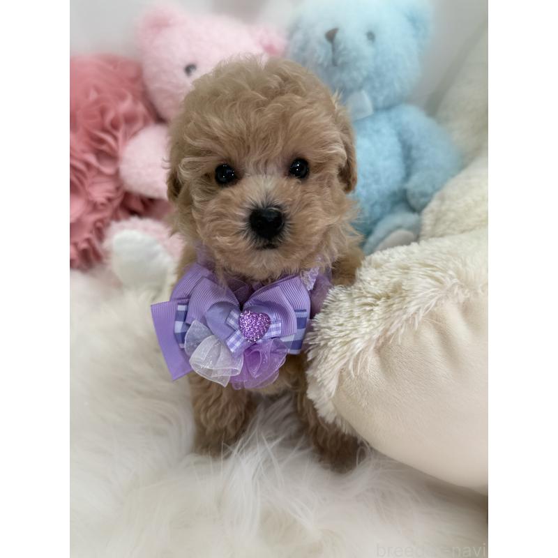 商談中の香川県のトイプードル-419501の10枚目