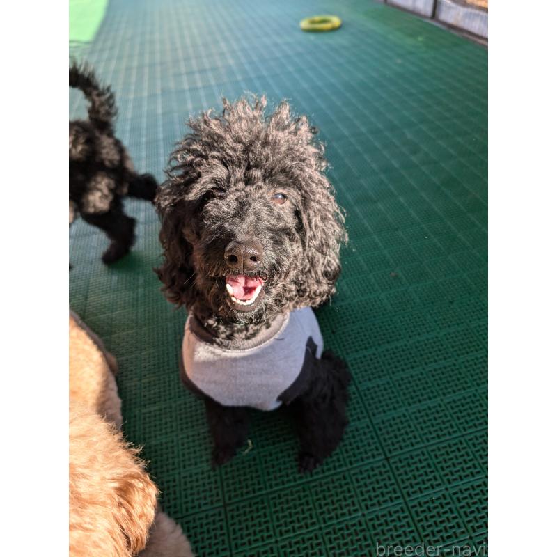 販売中の岡山県のミディアムプードル-418530