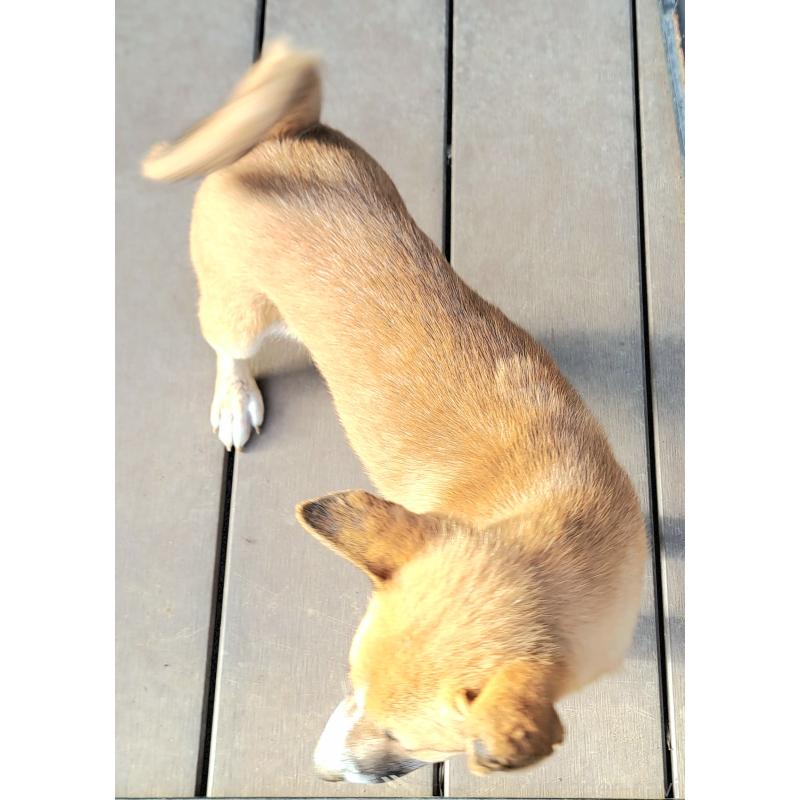 販売中の千葉県のミックス犬-422865の15枚目