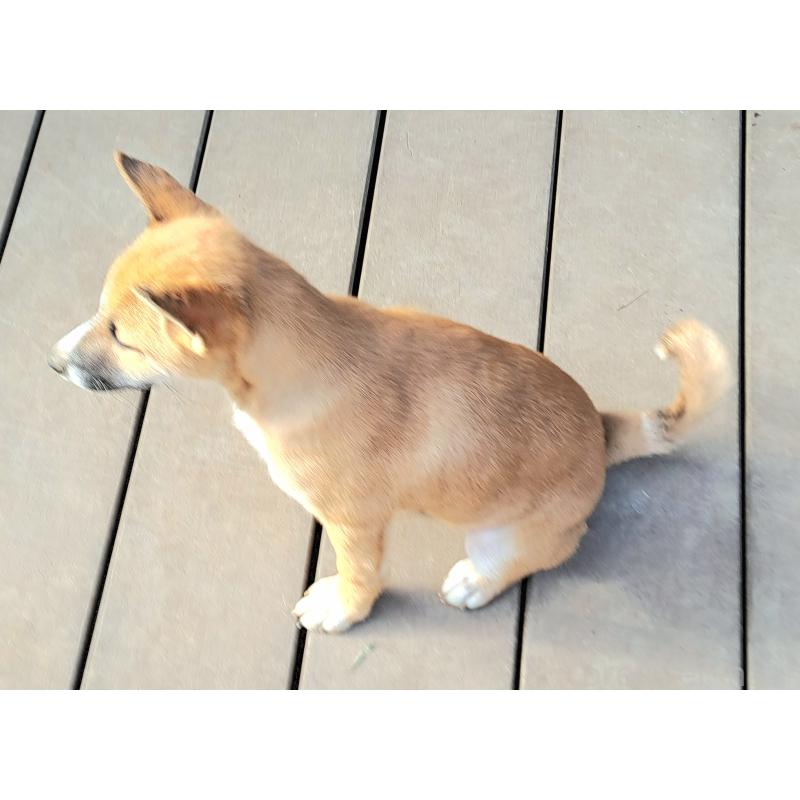 販売中の千葉県のミックス犬-422865の14枚目