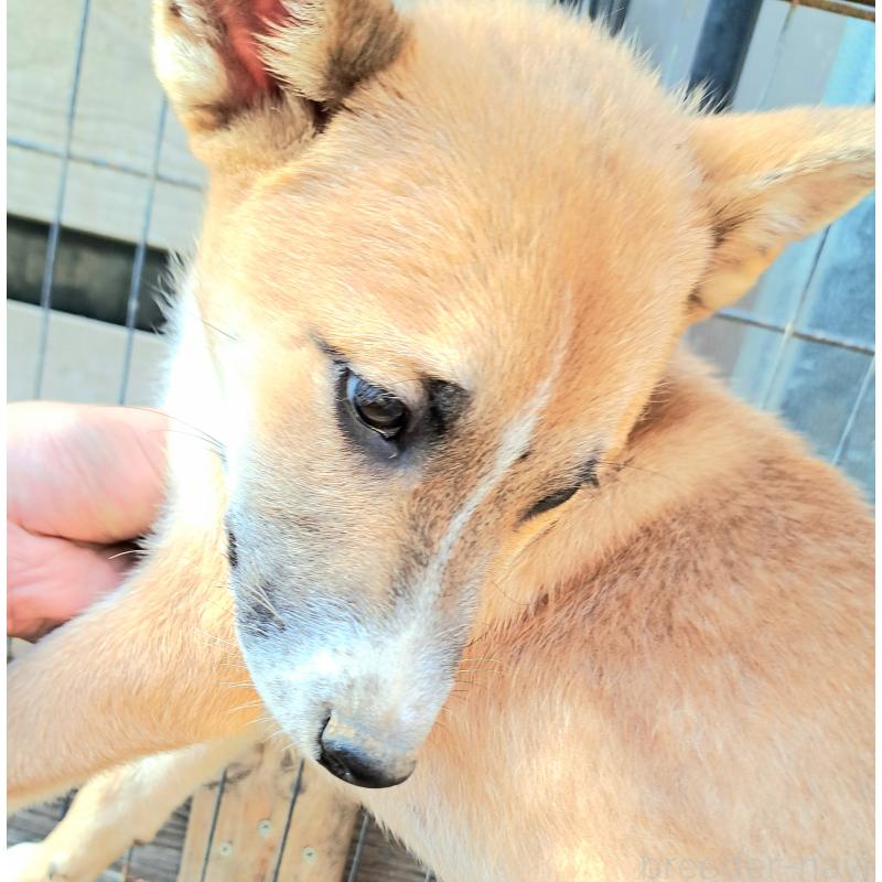 販売中の千葉県のミックス犬-422865の13枚目