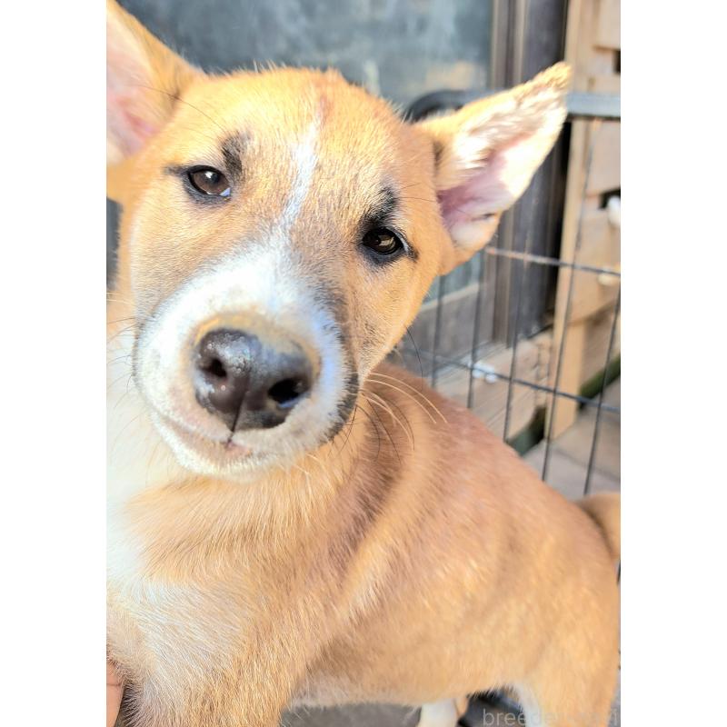 販売中の千葉県のミックス犬-422865の12枚目