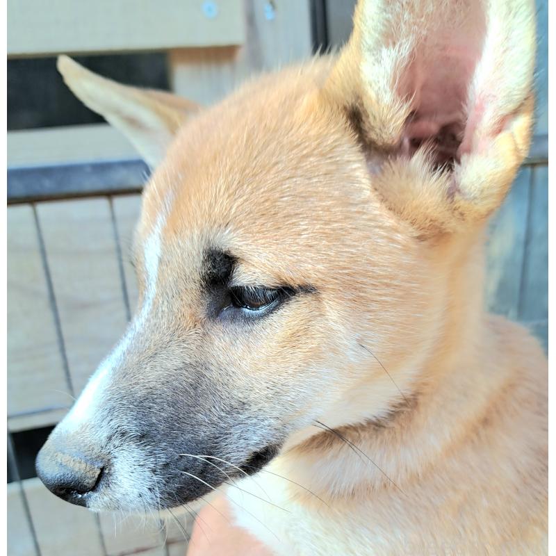 販売中の千葉県のミックス犬-422865の11枚目