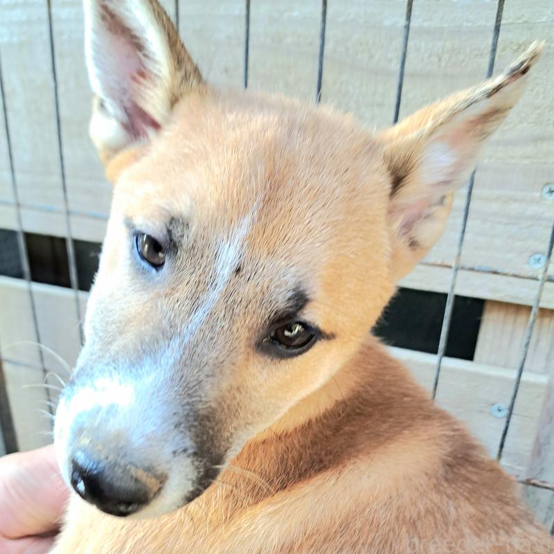 販売中の千葉県のミックス犬-422865の10枚目