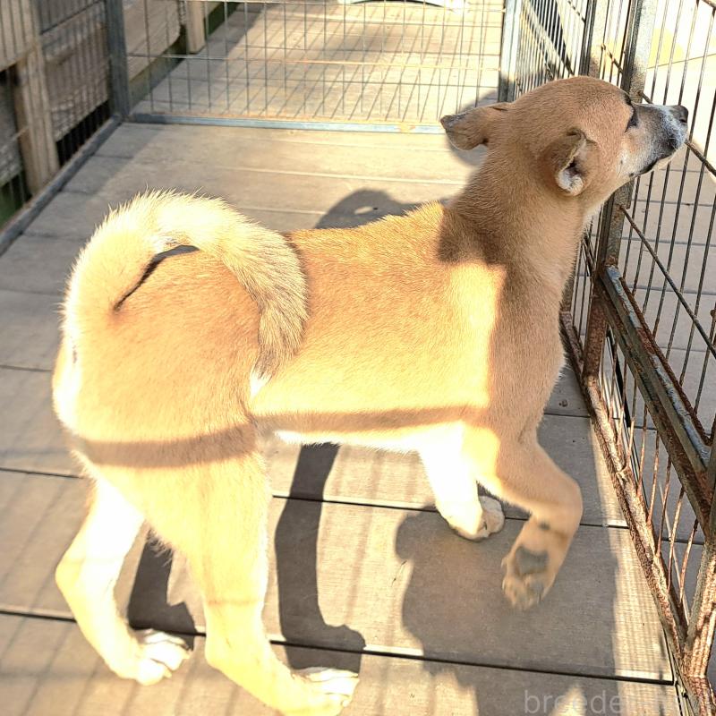 販売中の千葉県のミックス犬-422865の8枚目