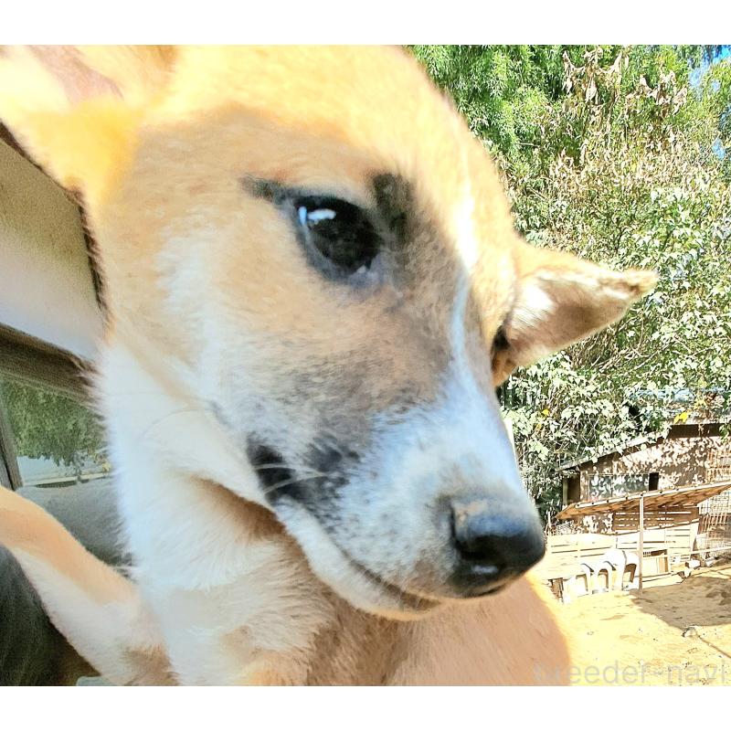 販売中の千葉県のミックス犬-422865の7枚目