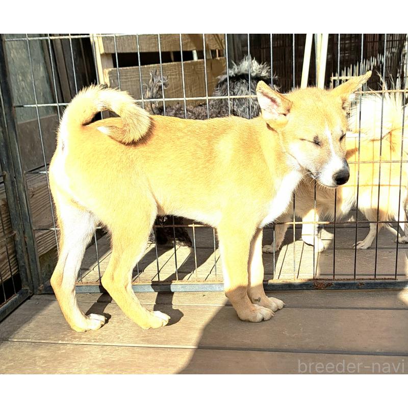販売中の千葉県のミックス犬-422865の6枚目