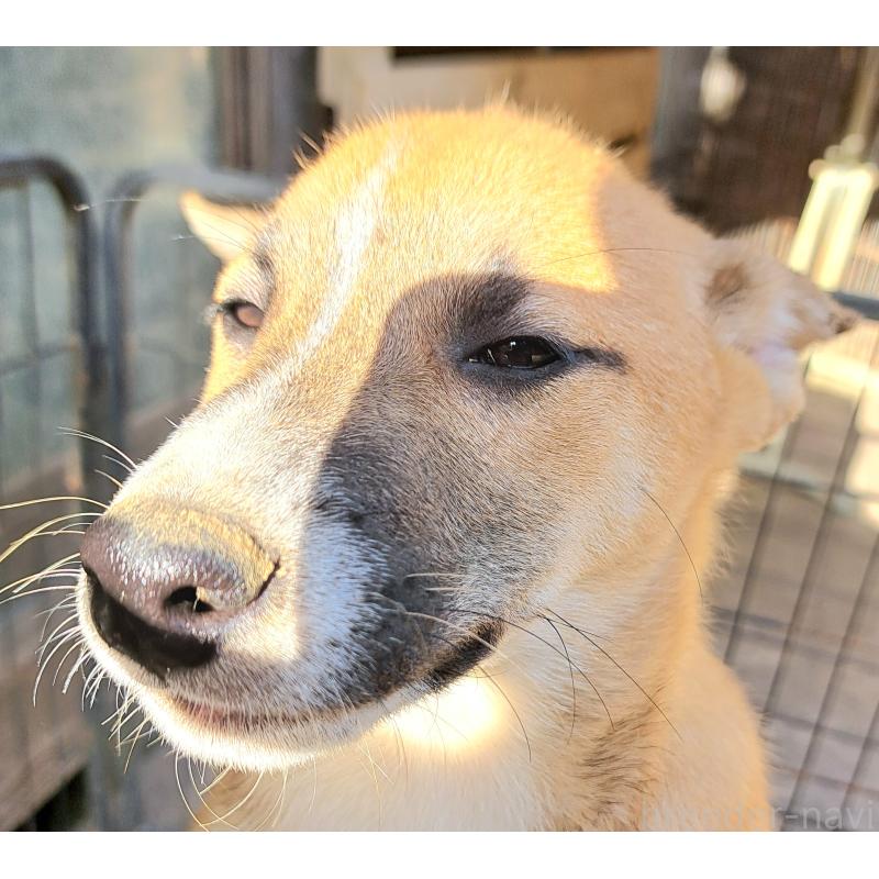 販売中の千葉県のミックス犬-422865の5枚目