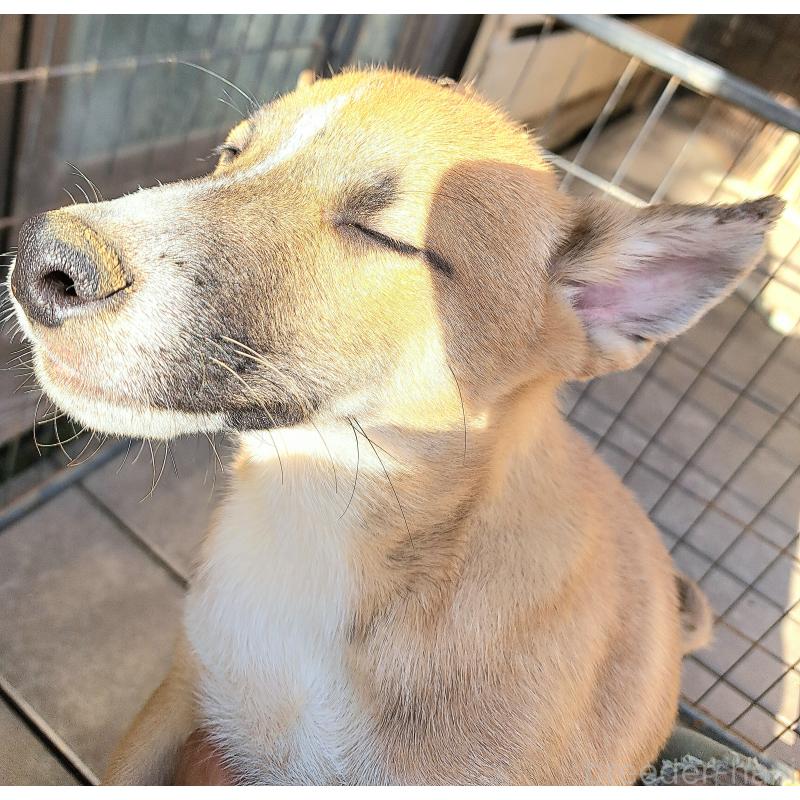 販売中の千葉県のミックス犬-422865の4枚目